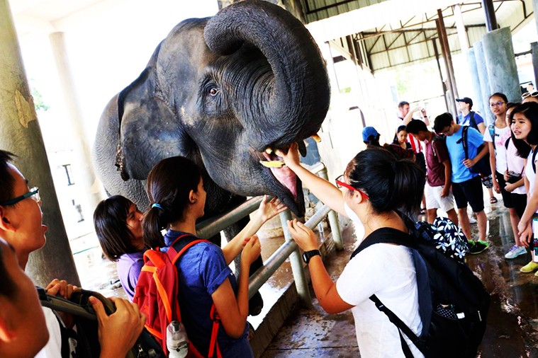 치앙마이 나이트 사파리, 치앙마이 데이 사파리, Day Safari Chiang Mai, Night Safari, 치앙마이 동물원, 치앙마이 야간 동물원
